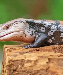 Close Up Blue Tongued Skink Diamond Painting