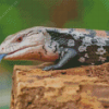 Close Up Blue Tongued Skink Diamond Painting