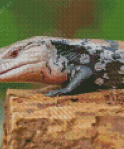 Close Up Blue Tongued Skink Diamond Painting