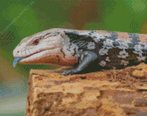 Close Up Blue Tongued Skink Diamond Painting