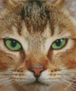 Close Up Abyssinian Cat Diamond Painting