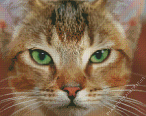 Close Up Abyssinian Cat Diamond Painting