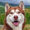 Cute Red Husky Diamond Painting