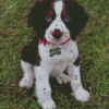 English Springer Spaniel Diamond Painting