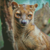 Fossa Diamond Painting