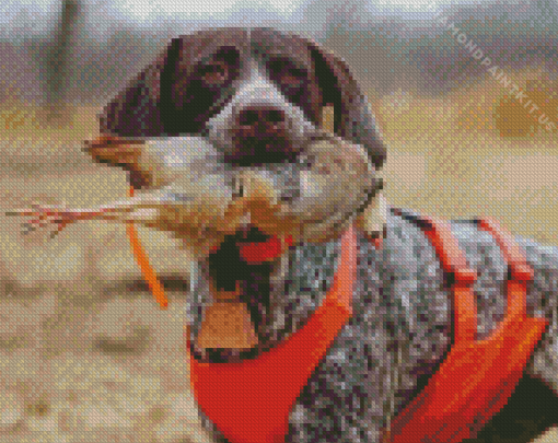 German Shorthaired Dog Diamond Painting