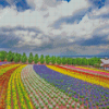 Hokkaido Farm Tomita Diamond Painting