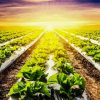 Lettuce Fields with Sunset Diamond Painting