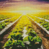 Lettuce Fields with Sunset Diamond Painting