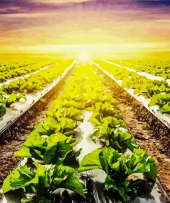 Lettuce Fields with Sunset Diamond Painting