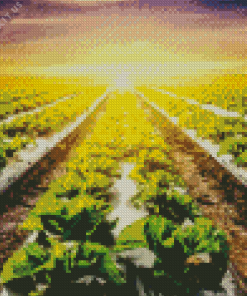 Lettuce Fields with Sunset Diamond Painting