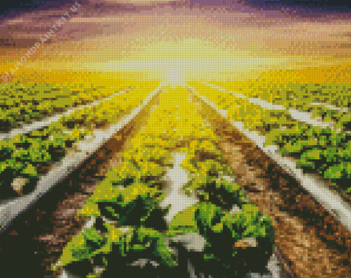 Lettuce Fields with Sunset Diamond Painting