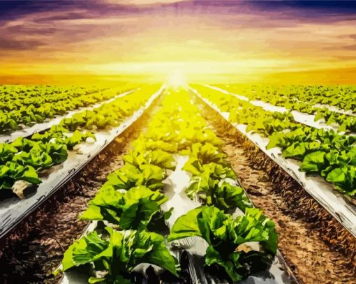 Lettuce Fields with Sunset Diamond Painting