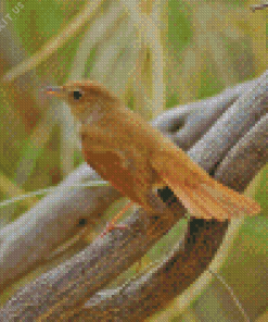 Nightingale Bird Diamond Painting