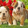 Old English Bulldog Puppies Diamond Painting