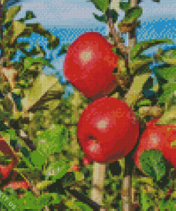 Pink Lady Apples Tree Diamond Painting