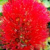 Pohutukawa Flower Diamond Painting