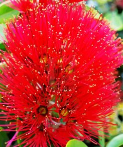 Pohutukawa Flower Diamond Painting