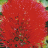 Pohutukawa Flower Diamond Painting