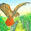 Red Tailed Hawk Bird Flying Diamond Painting