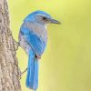 Scrub Jays On Tree Diamond Painting