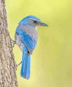 Scrub Jays On Tree Diamond Painting