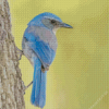 Scrub Jays On Tree Diamond Painting