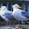 Seagulls Birds Diamond Painting