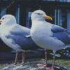 Seagulls Birds Diamond Painting