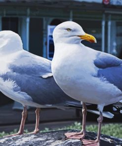 Seagulls Birds Diamond Painting