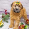 Soft Coated Wheaten Terrier Pet Diamond Painting