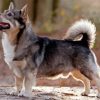 Swedis Vallhund Dog Diamond Painting