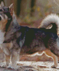 Swedis Vallhund Dog Diamond Painting