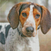 Treeing Walker Coonhound Dog Diamond Painting