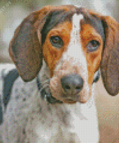 Treeing Walker Coonhound Dog Diamond Painting