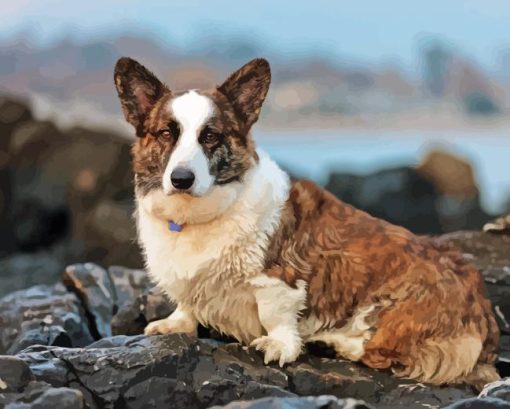 Welsh Sheepdog Dog Diamond Painting