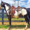 Western Black and White Horse Diamond Painting