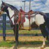 Western Black and White Horse Diamond Painting