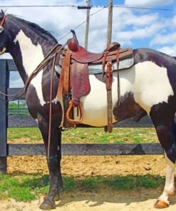 Western Black and White Horse Diamond Painting