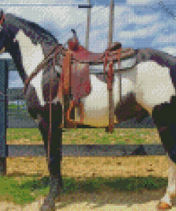 Western Black and White Horse Diamond Painting