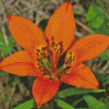 Western Red Lily Diamond Painting