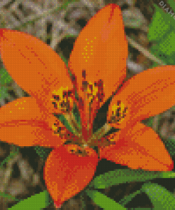 Western Red Lily Diamond Painting