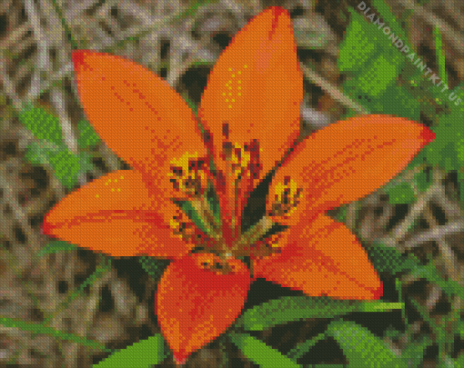 Western Red Lily Diamond Painting