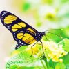 Yellow Monarch Butterfly On Flower Diamond Painting