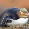 Yellow Eyed Penguin Bird Diamond Painting