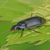 Black Beetle Bug Diamond Painting