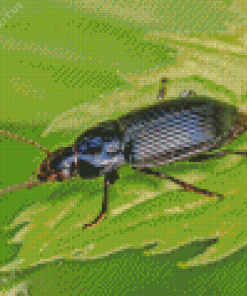 Black Beetle Bug Diamond Painting