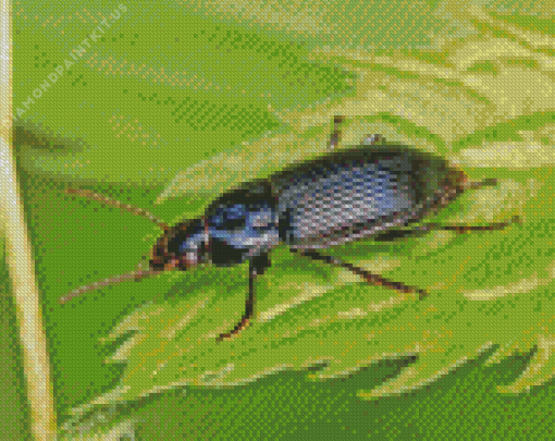 Black Beetle Bug Diamond Painting