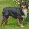 Black Tri Australian Shepherd Diamond Painting