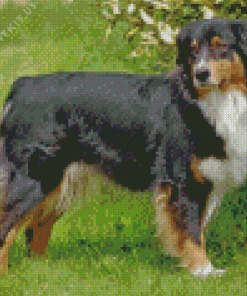 Black Tri Australian Shepherd Diamond Painting